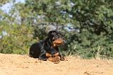 ROTTWEILER 057